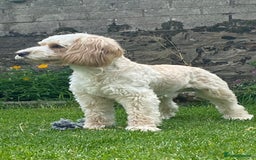 Cockapoo dogs for stud: Cockapoo for stud - Image 2