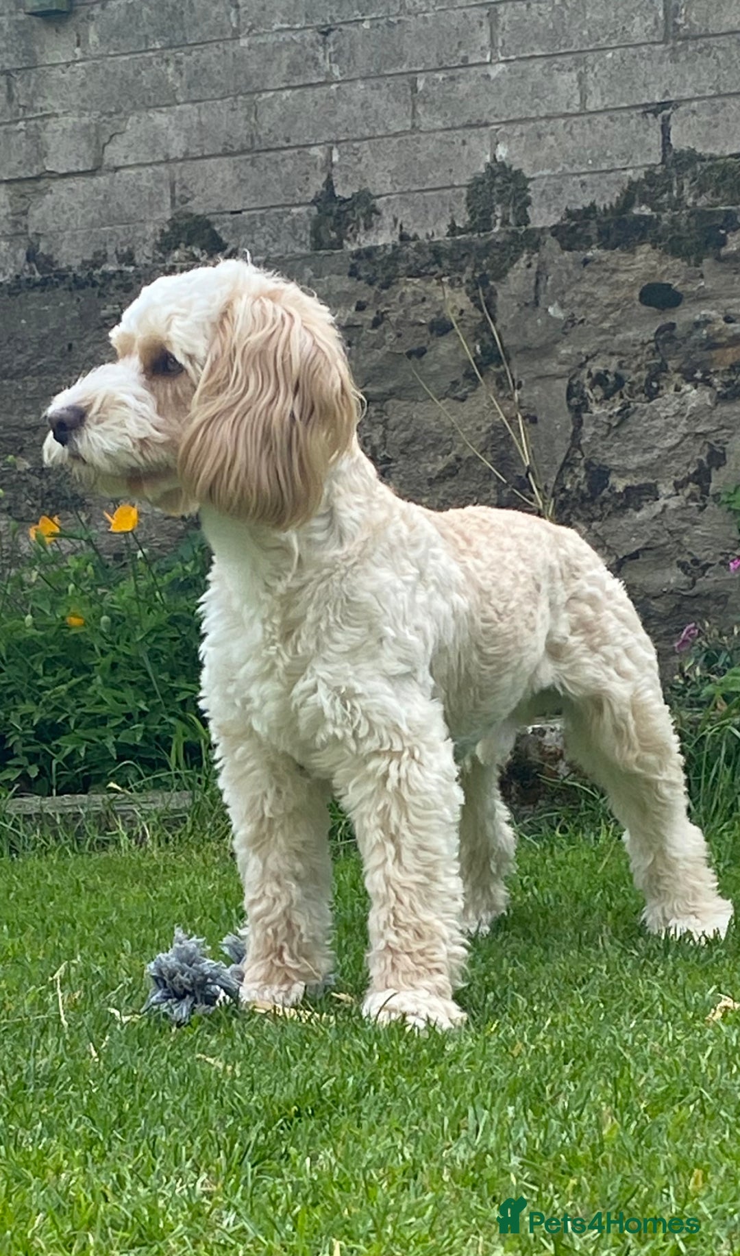 Cockapoo dogs for stud: Cockapoo for stud - Image 2