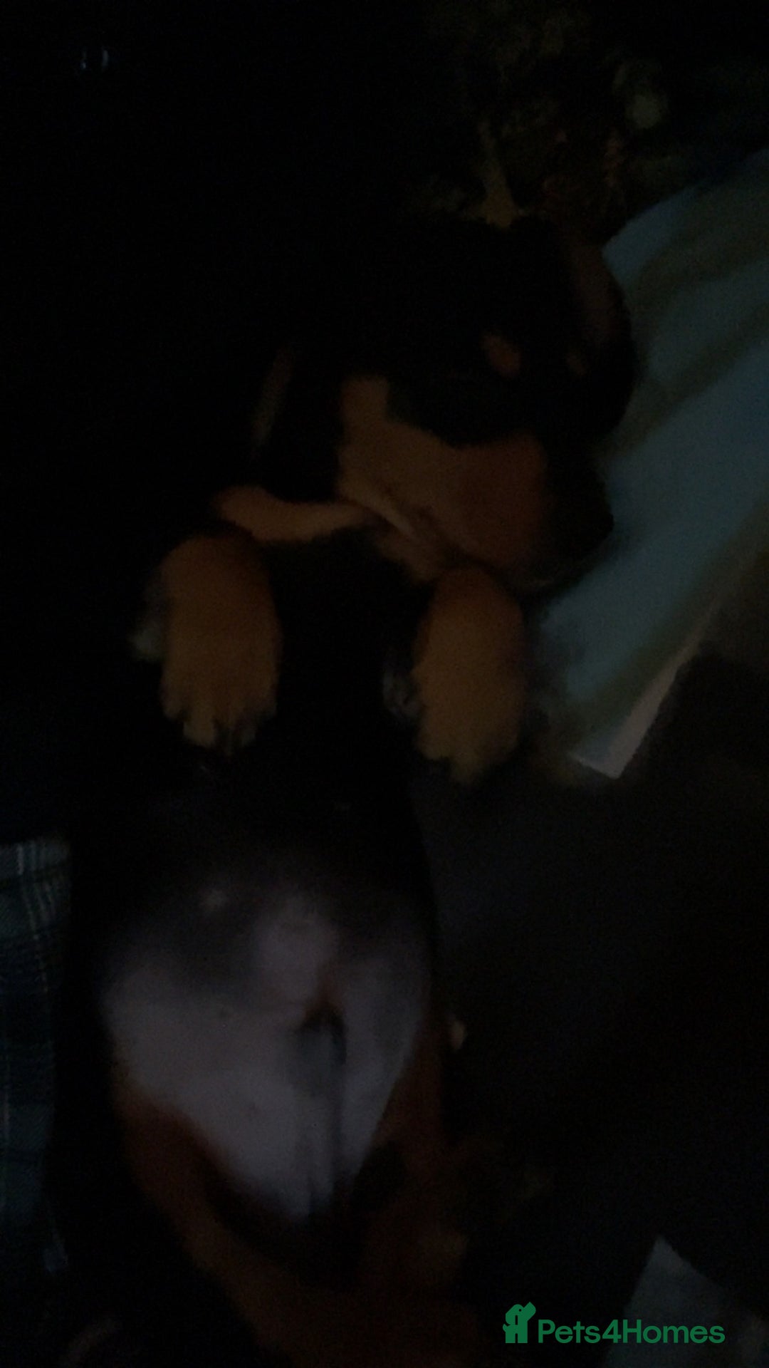 Miniature Dachshund dogs for sale: Mini Dachshund puppy - Advert 2