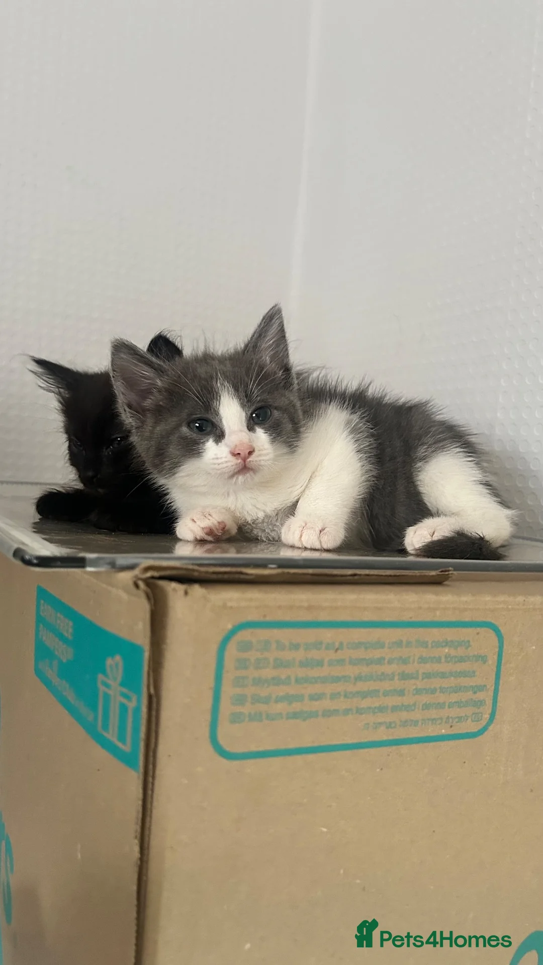 Ragdoll cats for sale: RAGDOLL X BSH KITTENS READY TO LEAVE 💓 - Advert 2