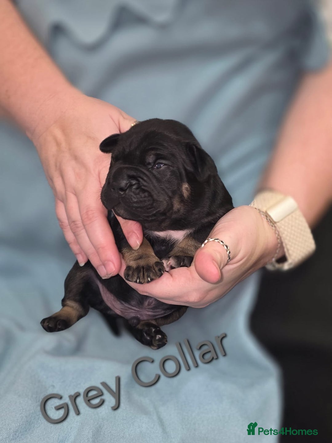 Mixed Breed dogs for sale: American french bully  - Image 10