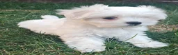 Maltese dogs for sale: Beautiful cuties - Advert 13