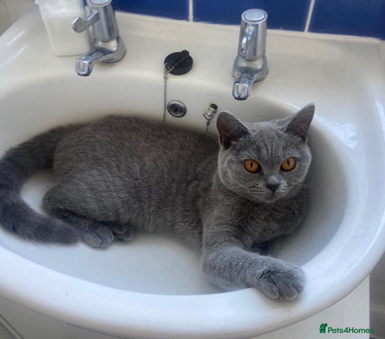 British Shorthair cats Registered GCF Active  - Advert 1