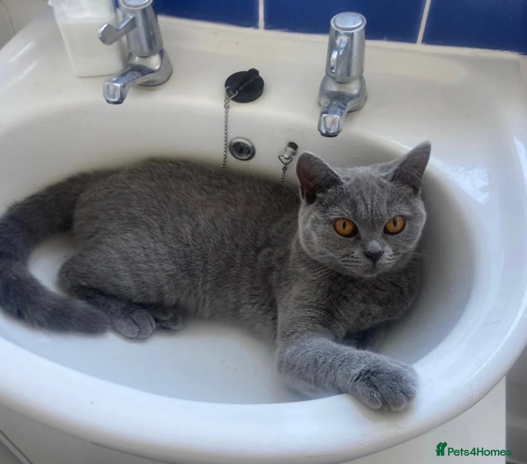 British Shorthair cats for sale: Registered GCF Active  - Advert 2