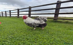 Chickens poultry for sale: Silver laced Orpington  - Image 3