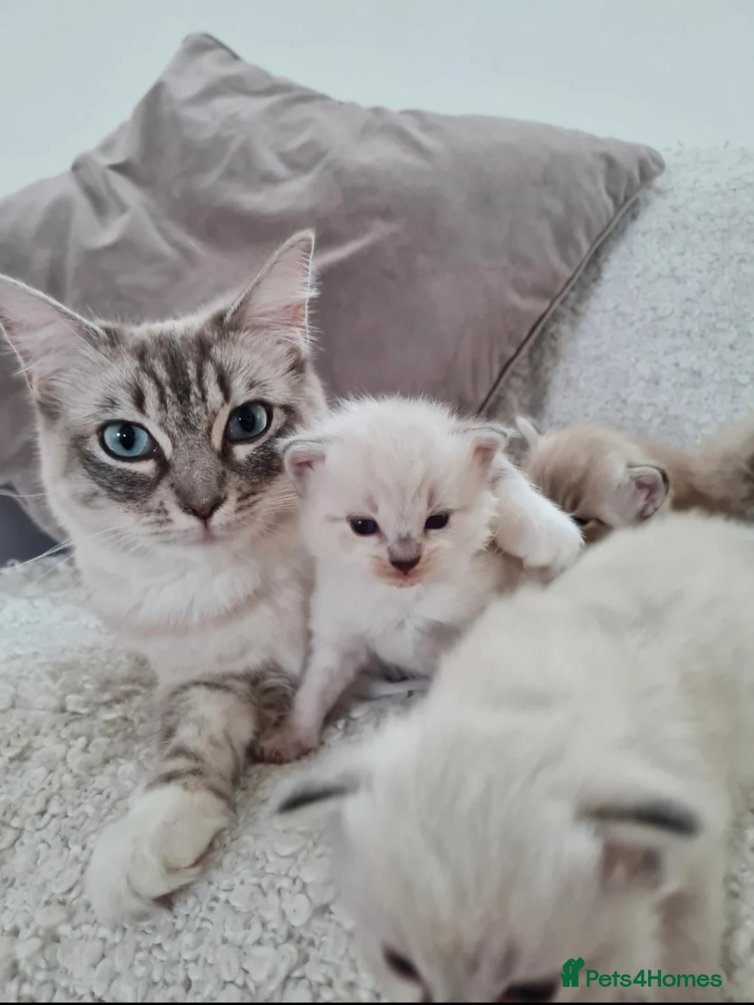 Ragdoll cats for sale: Beautiful Ragdoll Kittens - Advert 6