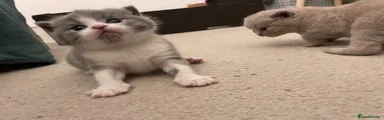 British Shorthair 1