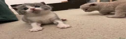 British Shorthair cats for sale: Beautiful British Shirt Hair Kittens - Advert 4