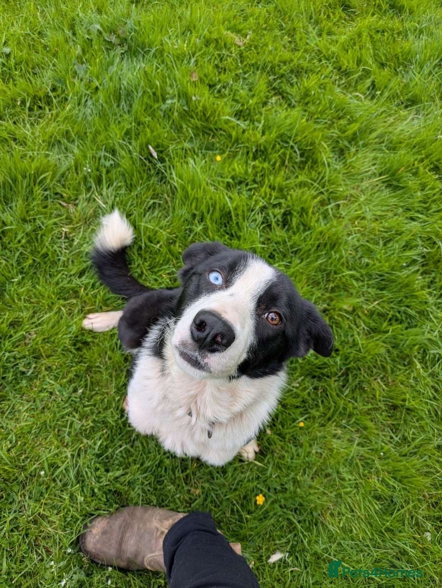 Border Collie dogs border collie - Advert 4