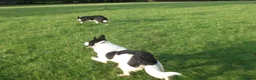 Border Collie dogs for stud: Stud Only  - Advert 2