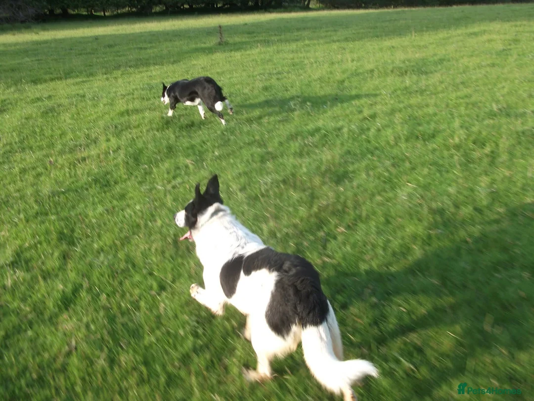 Border Collie dogs for stud: Stud Only  - Advert 2