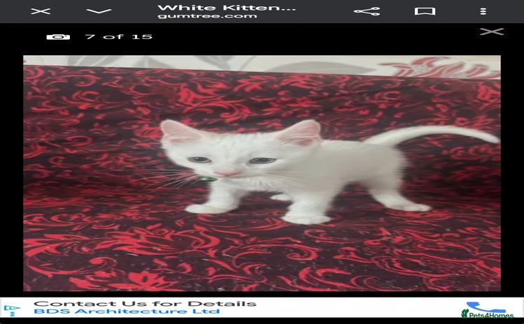 Khao Manee cats - Advert 1