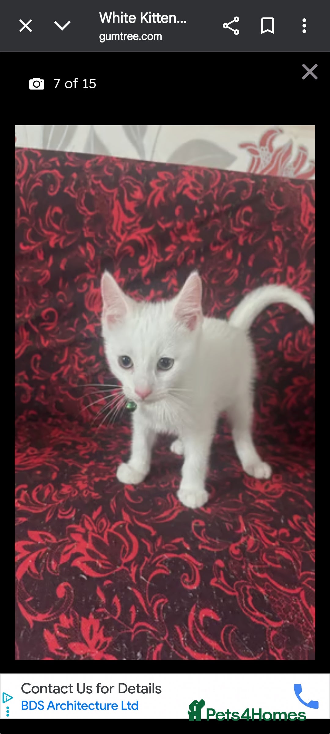 Khao Manee cats for sale: Pure white kittens male - Image 1
