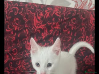 Khao Manee cats - Advert 1