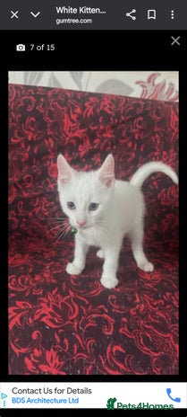 Khao Manee cats - Advert 1