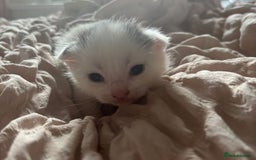 Mixed Breed cats for sale: Cute kittens  - Image 4