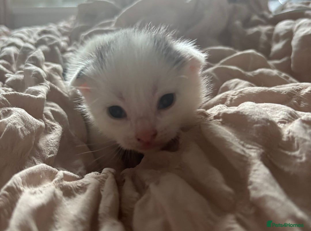 Mixed Breed cats for sale: Cute kittens  - Image 4