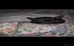 Mixed Breed dogs for sale: Jack russell x chihuahua boys only  - Image 5