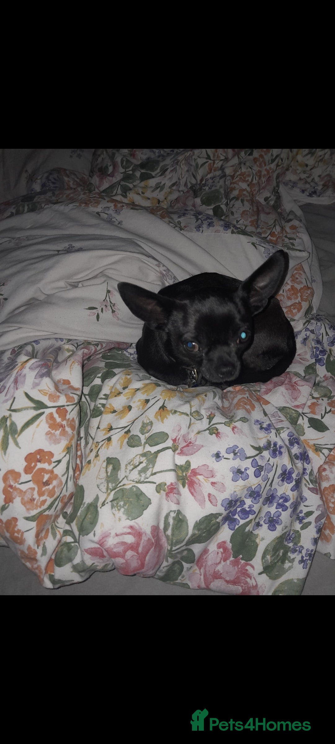 Mixed Breed dogs for sale: Jack russell x chihuahua boys only  - Image 5