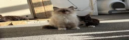 Mixed Breed cats for sale: kittens ready to be loved  - Advert 21