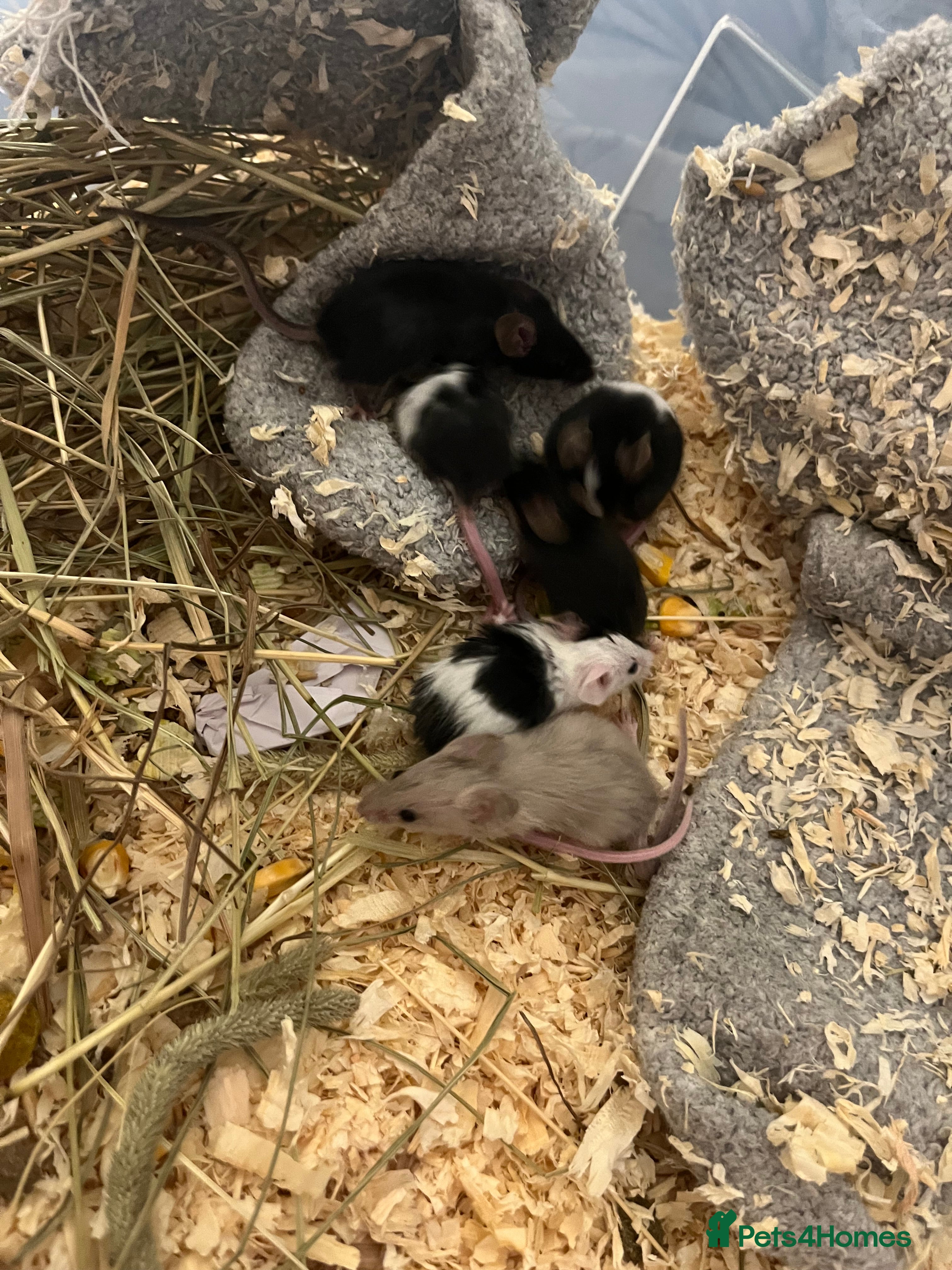 Mouse rodents Beautiful baby mice mixed sex  - Advert 1