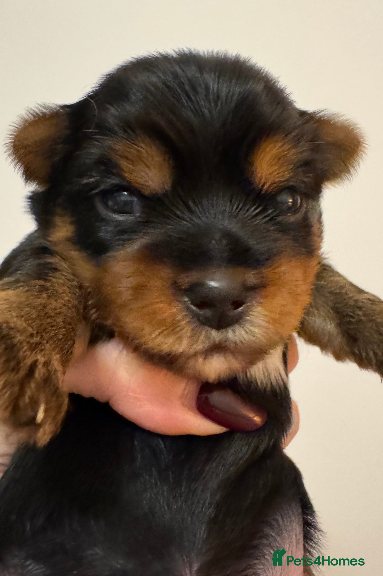 Yorkshire Terrier dogs Yorkshire Terrier Boys~Harry, Ron, Fred & George  - Advert 1