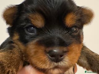 Yorkshire Terrier dogs Yorkshire Terrier Boys~Harry, Ron, Fred & George - Advert 2