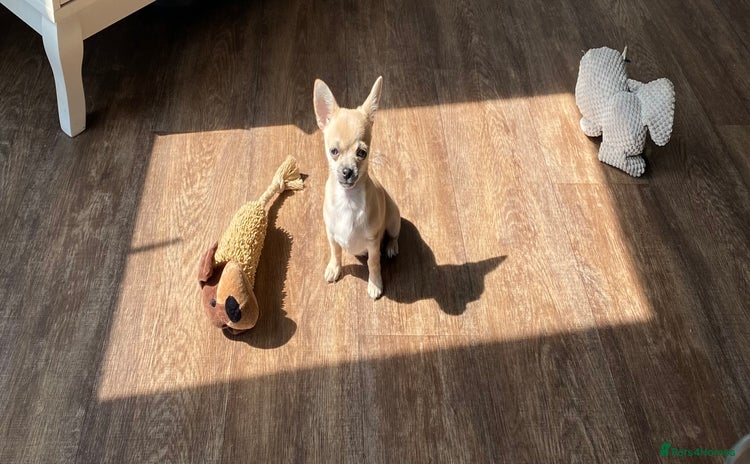 Chihuahua dogs - Advert 1