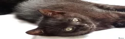 British Shorthair cats for sale: Black cute short-haired Kittens - Advert 1