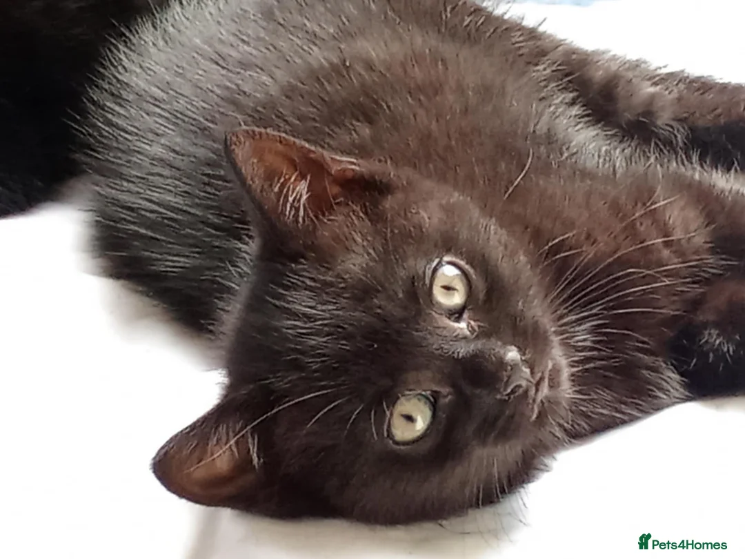 British Shorthair cats for sale: Black cute short-haired Kittens - Advert 1
