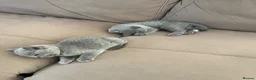 British Shorthair cats for sale: 🐾Beautiful British Shorthair Kittens🐾 - Advert 10