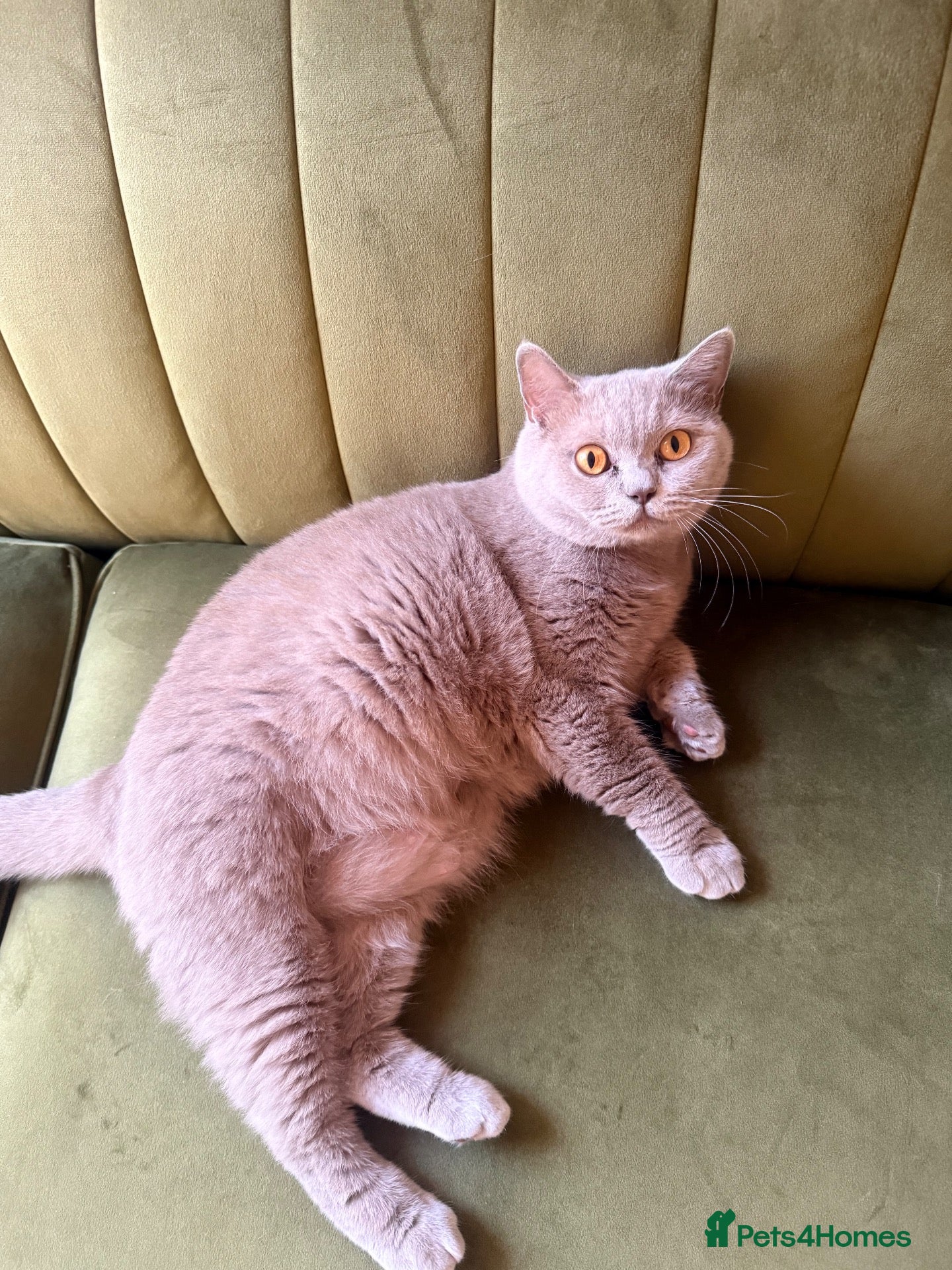 British Shorthair cats Lilac British shorthair female  - Advert 1