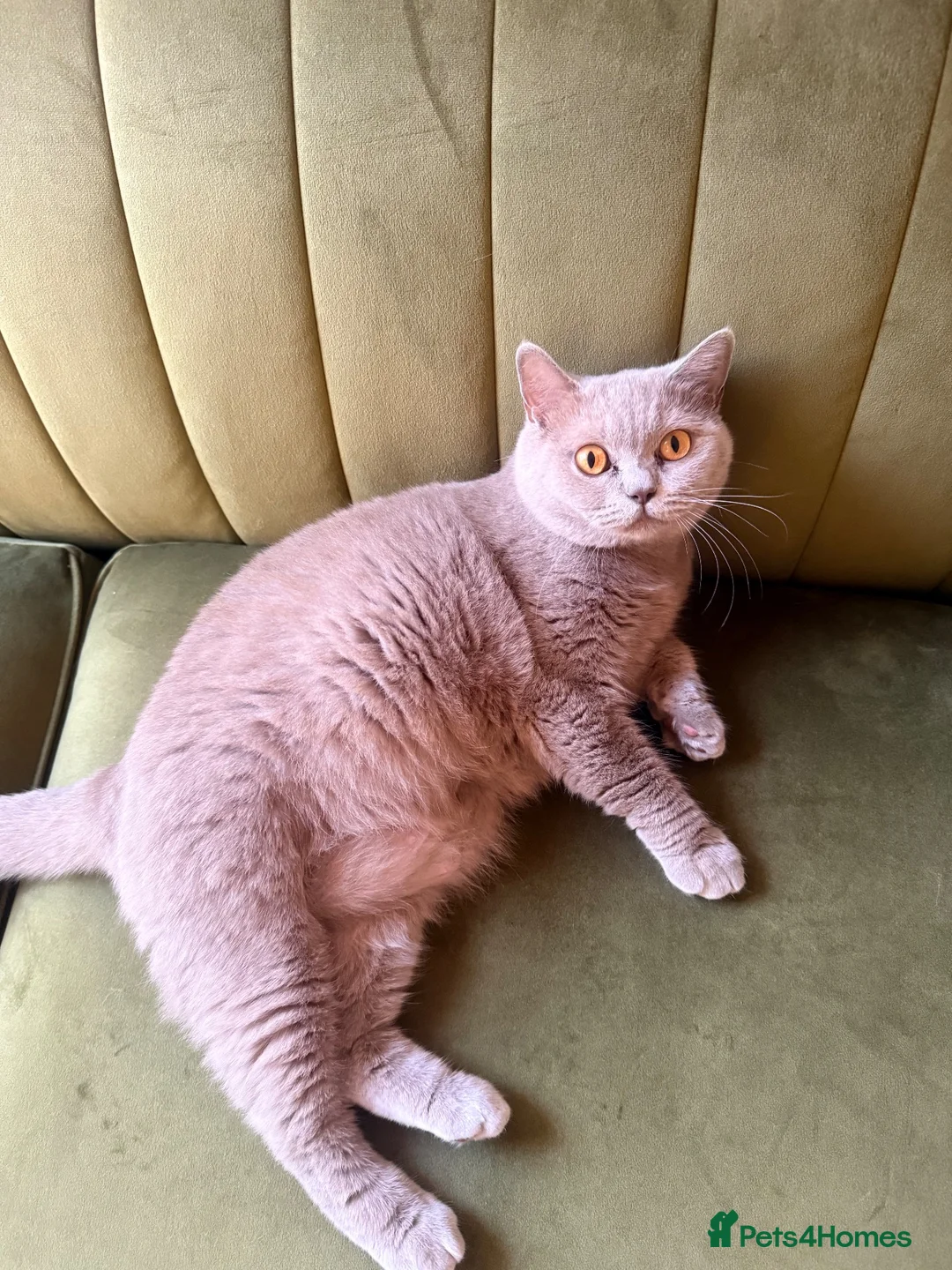 British Shorthair cats for sale: Lilac British shorthair female  - Advert 1