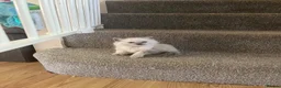 Ragdoll cats for sale: TICA registered pedigree Ragdoll kittens - Advert 17
