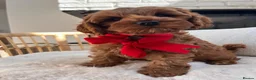 Cavapoo dogs for sale: Cavapoo boy - Advert 2