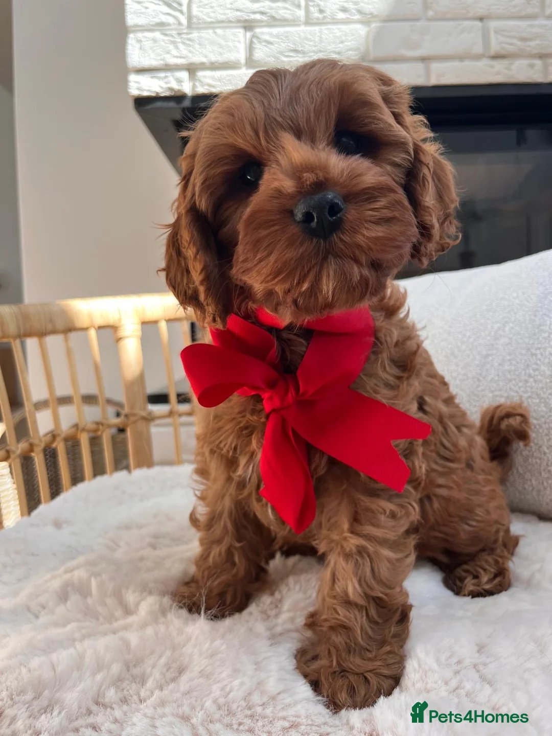 Cavapoo dogs for sale: Cavapoo boy - Advert 2