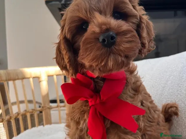 Cavapoo dogs for sale: Cavapoo boy - Advert 2