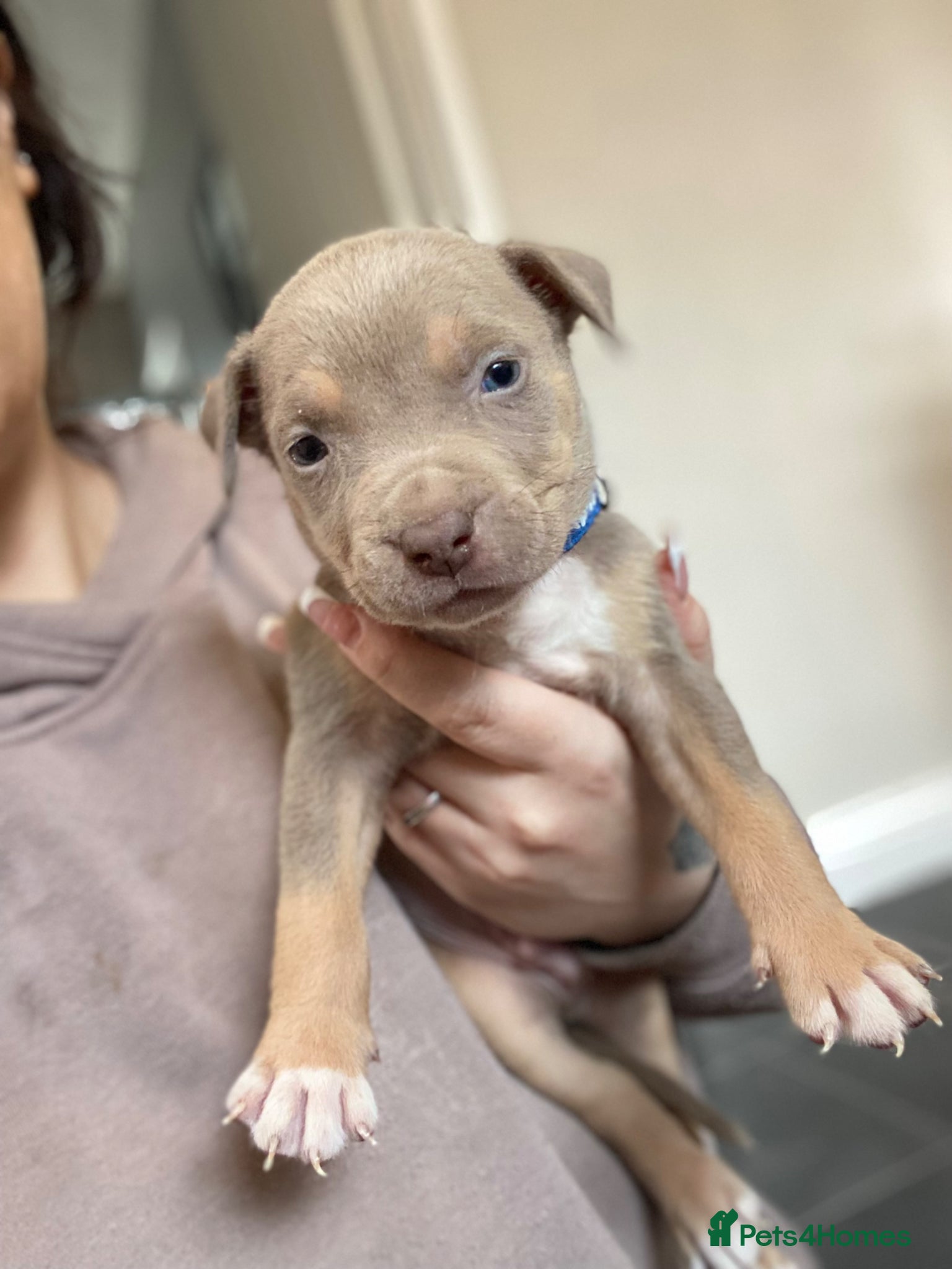 American Bully dogs LILAC TRI AMERICAN BULLY PUPS  - Advert 4