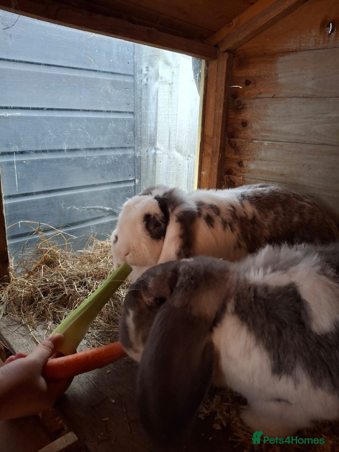 French Lop rabbits for sale: 2 French lop rabbits  - Image 9
