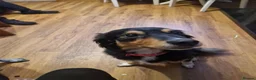 Border Collie dogs for sale: Border collie 12 weeks - Advert 1