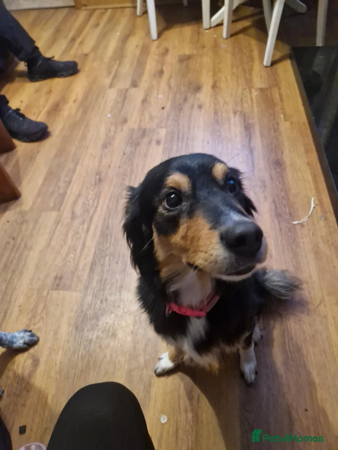Border Collie dogs for sale: Border collie 12 weeks - Advert 1