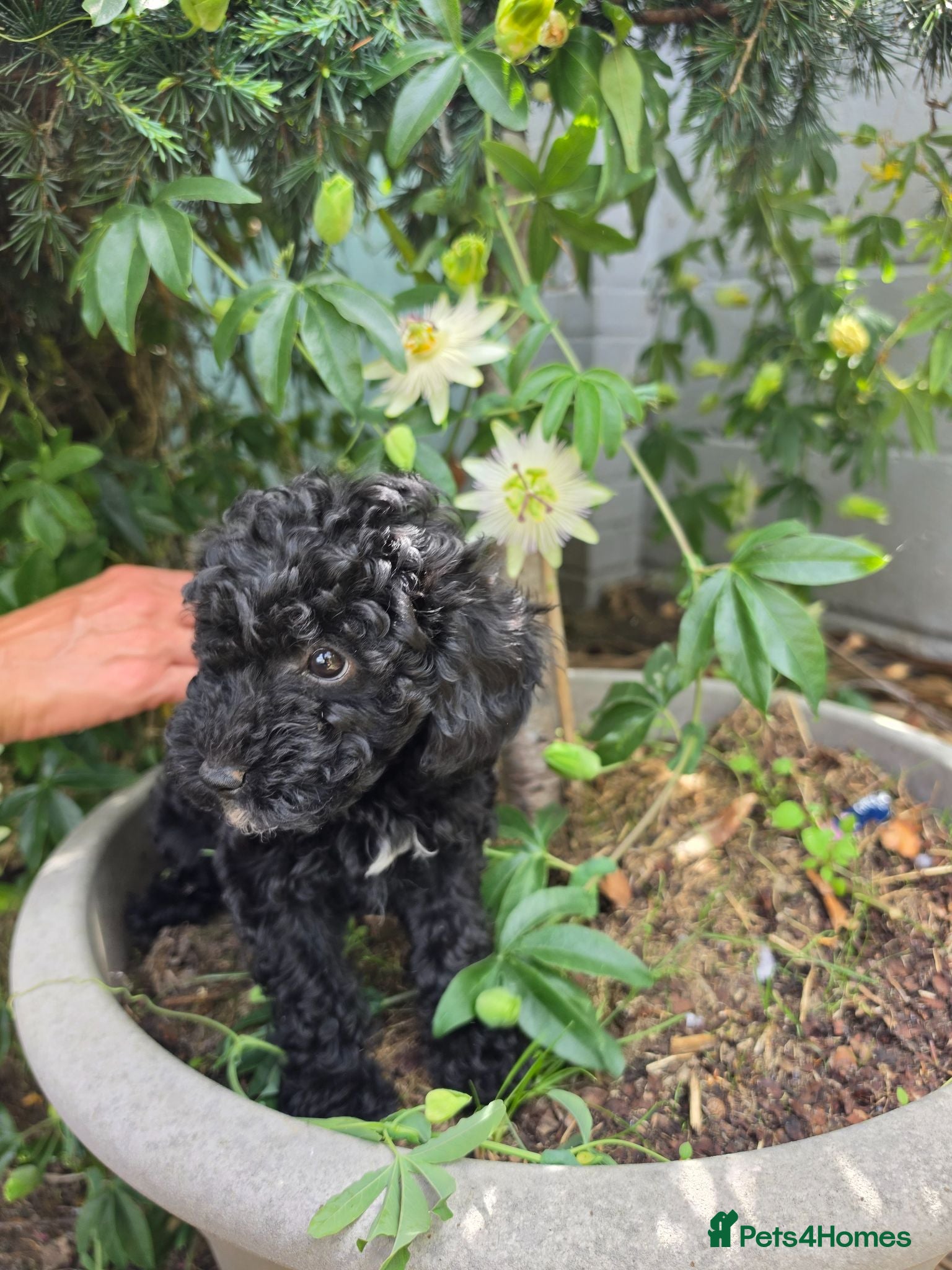 Miniature Poodle dogs Miniature poodle first litter  - Advert 1