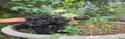 Miniature Poodle dogs for sale: Miniature poodle first litter  - Advert 1