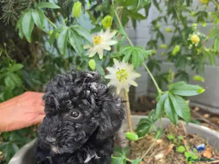 Miniature Poodle dogs Miniature poodle first litter - Advert 1