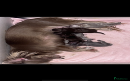 Chihuahua dogs for sale: Chocolate Girls Longhair Chihuahua  - Image 15