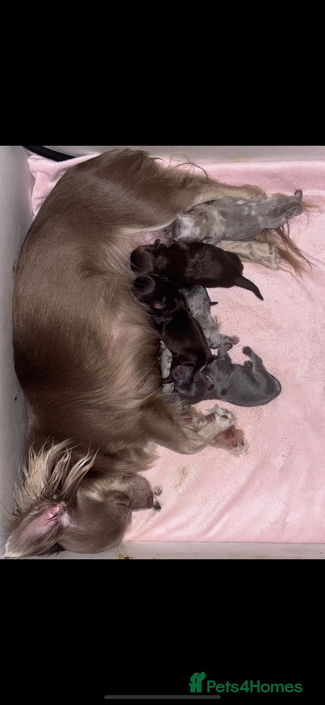 Chihuahua dogs for sale: Chocolate Girls Longhair Chihuahua  - Image 15