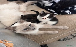 Mixed Breed cats for sale: Mixed Breed Kittens - Image 2