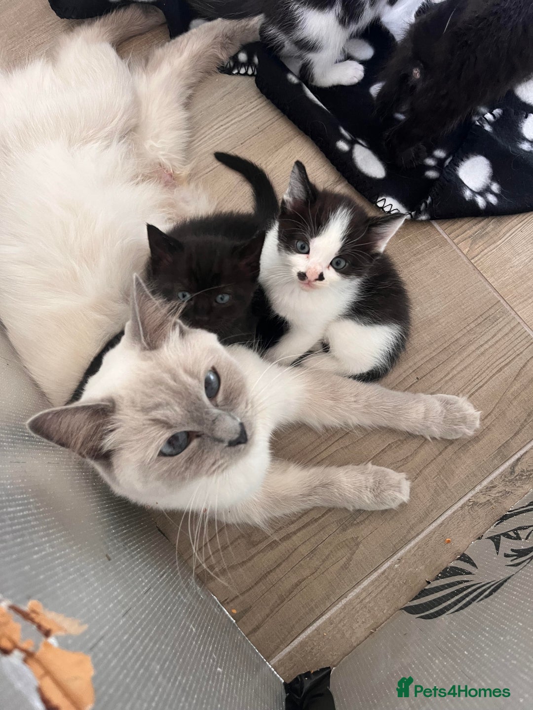 Mixed Breed cats for sale: Mixed Breed Kittens - Image 2