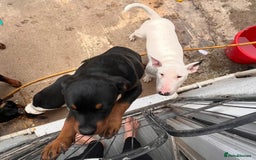 English Bull Terrier dogs for sale: English bull terrier  - Advert 3