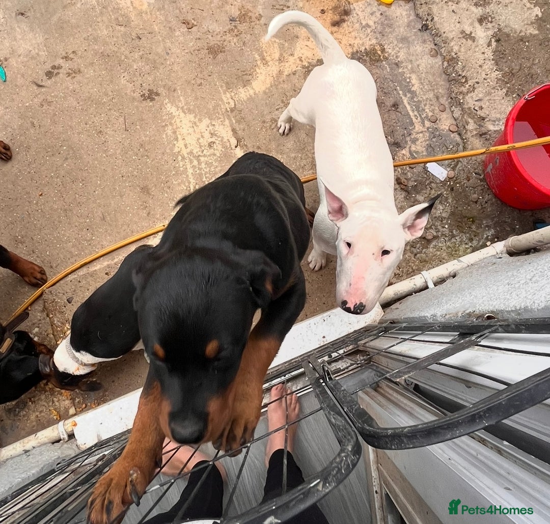 English Bull Terrier dogs for sale: English bull terrier  - Advert 3